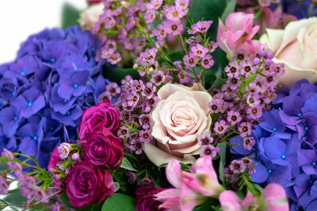 Bouquet of hydrangea